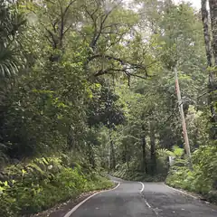 winding road through lush green forest