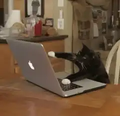 black cat typing on laptop