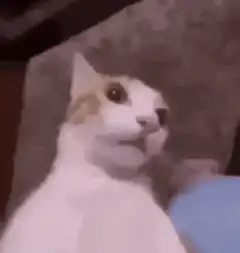 shocked cat zooming in