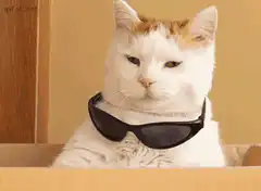 Cat puts on sunglasses