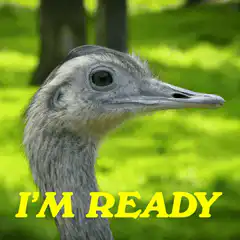 Ostrich I'm Ready