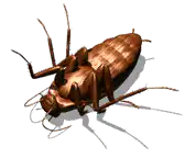 3D rendered cockroach