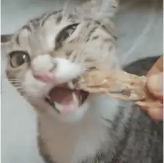 Cat eating a treat with one eye closed