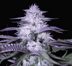Close-up of a frosty cannabis bud