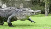 Alligator walking on grass