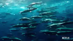 pod of dolphins swimming underwater