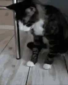 cat shaking head no