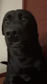 Black dog with wide eyes and teeth showing