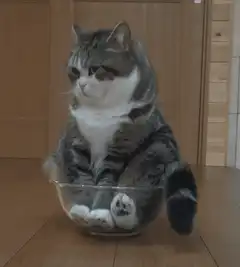 cat sitting in a glass bowl