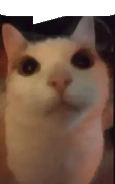 wide-eyed white cat close-up