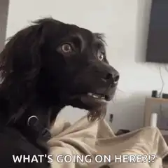 Confused black dog what's going on here