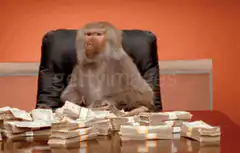 Monkey throwing money in office
