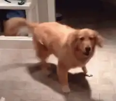 Golden Retriever tail wagging