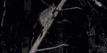 Raccoon climbing down a tree branch at night