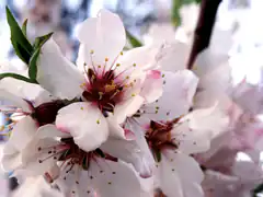 close-up of white peach blossoms