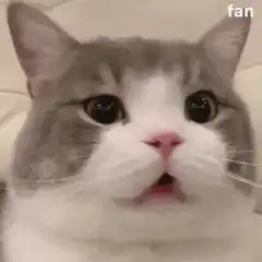 shocked cat face