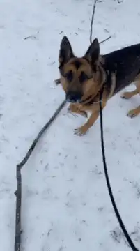 German Shepherd plays with a stick in the snow