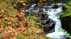 Autumn stream with falling leaves