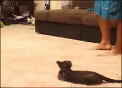 Cat jumps at toy spider