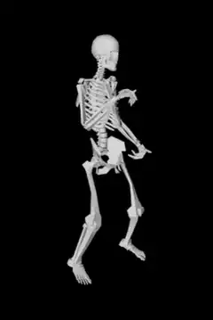 Skeleton dancing on black background