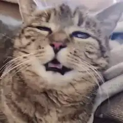 Cat with one eye open