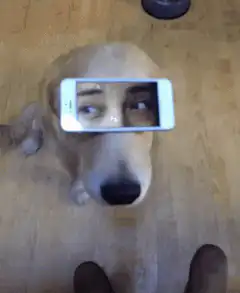 dog with phone on head