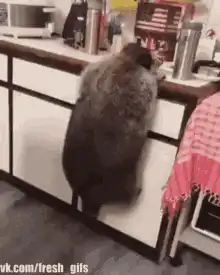 Raccoon climbing kitchen counter