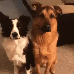 Border collie hugs german shepherd