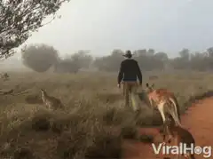 man walking with kangaroo