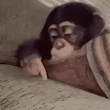 Sleepy chimpanzee pointing finger