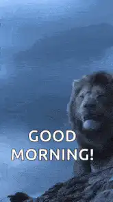 Lion roaring good morning