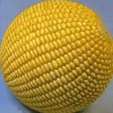 Yellow corn cob sphere