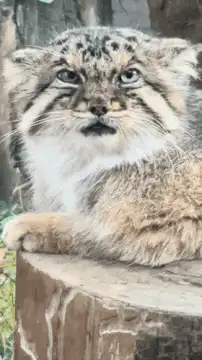 Pallas cat squinting and blinking