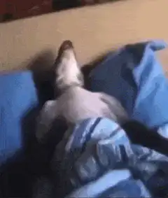 Dog howling on blue blanket