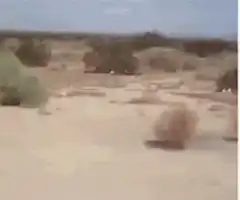 Tumbleweed rolling in desert