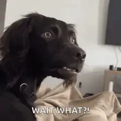 Confused dog wait what