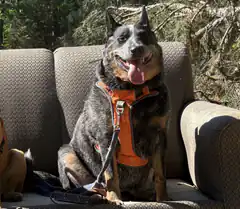 Australian Cattle Dog in orange vest on couch