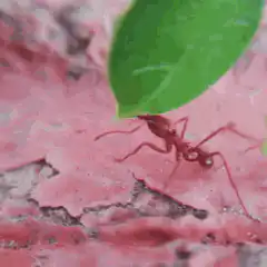 Leafcutter ant carrying leaf