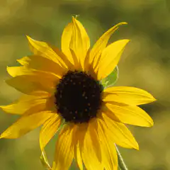 Yellow sunflower swaying in the wind