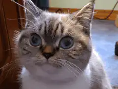 Cat and Samuel L. Jackson stare