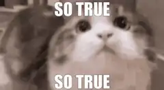 So True Cat Meme