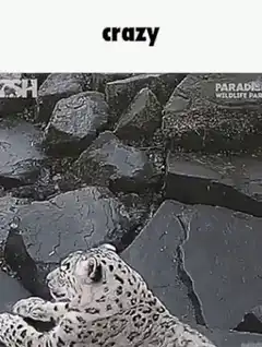 Playful snow leopard cub rolling on rocks