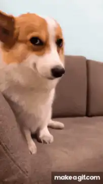 Smug Corgi Dog on Couch