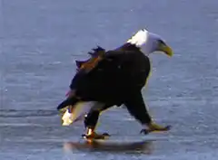 Bald eagle walking on ice