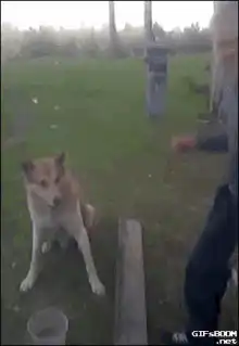 Man shakes dog's paw
