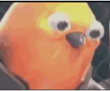 Listen here you little shit bird