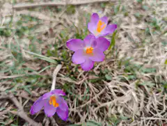 Purple crocus flowers in grass