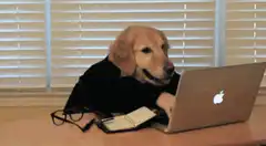 Dog typing on laptop