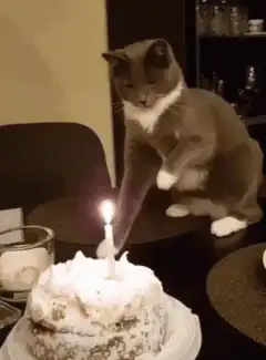 cat blows out birthday candle