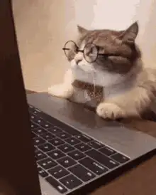 Cat with glasses and bowtie looking at laptop